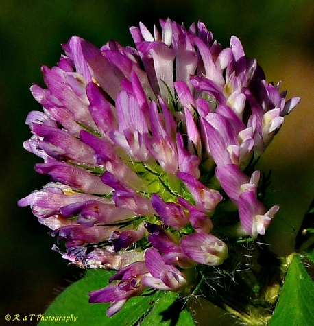 {Trifolium pratense}